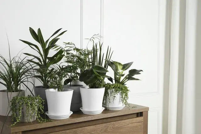 The Growing Popularity of Green Plants in Home Décor for a Healthier Environment