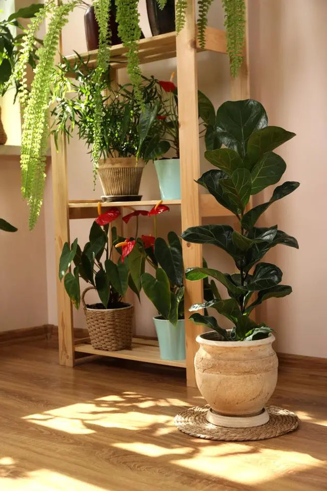 Green Living: Eco-Friendly Home Decor and Lifestyle